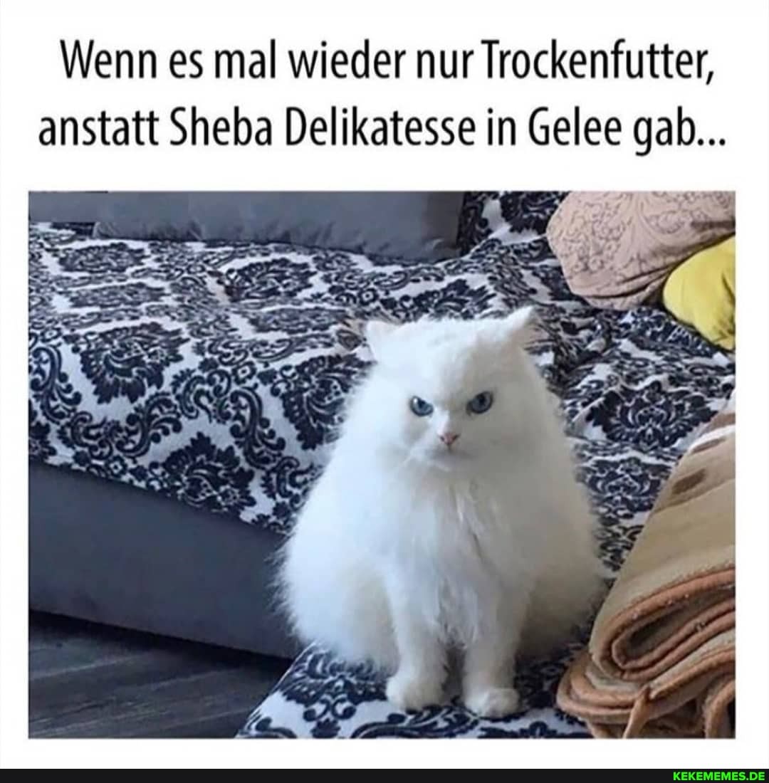 Wenn es mal wieder nur Trockenfutter, anstatt Sheba Delikatesse in Gelee gab...