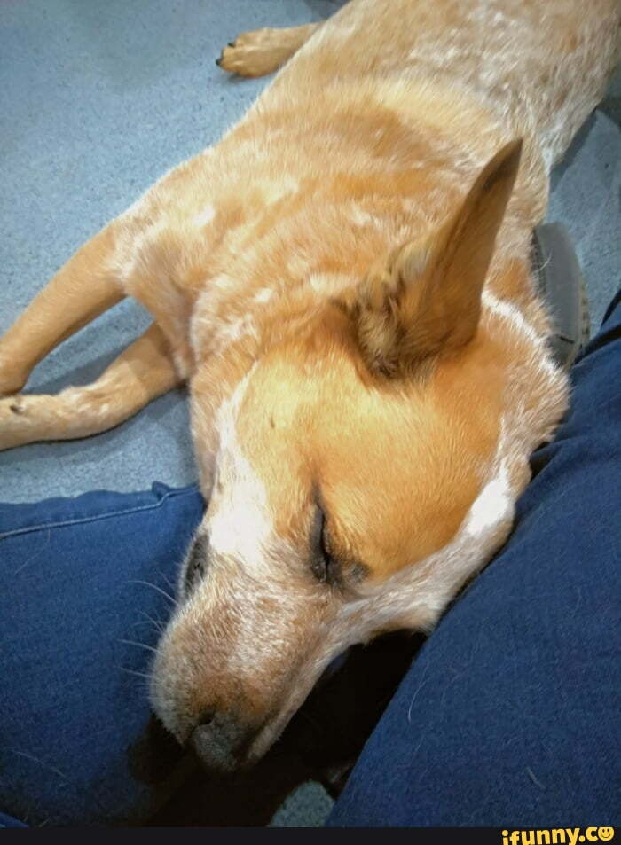 Australian_cattle_dog memes. Best Collection of funny Australian_cattle