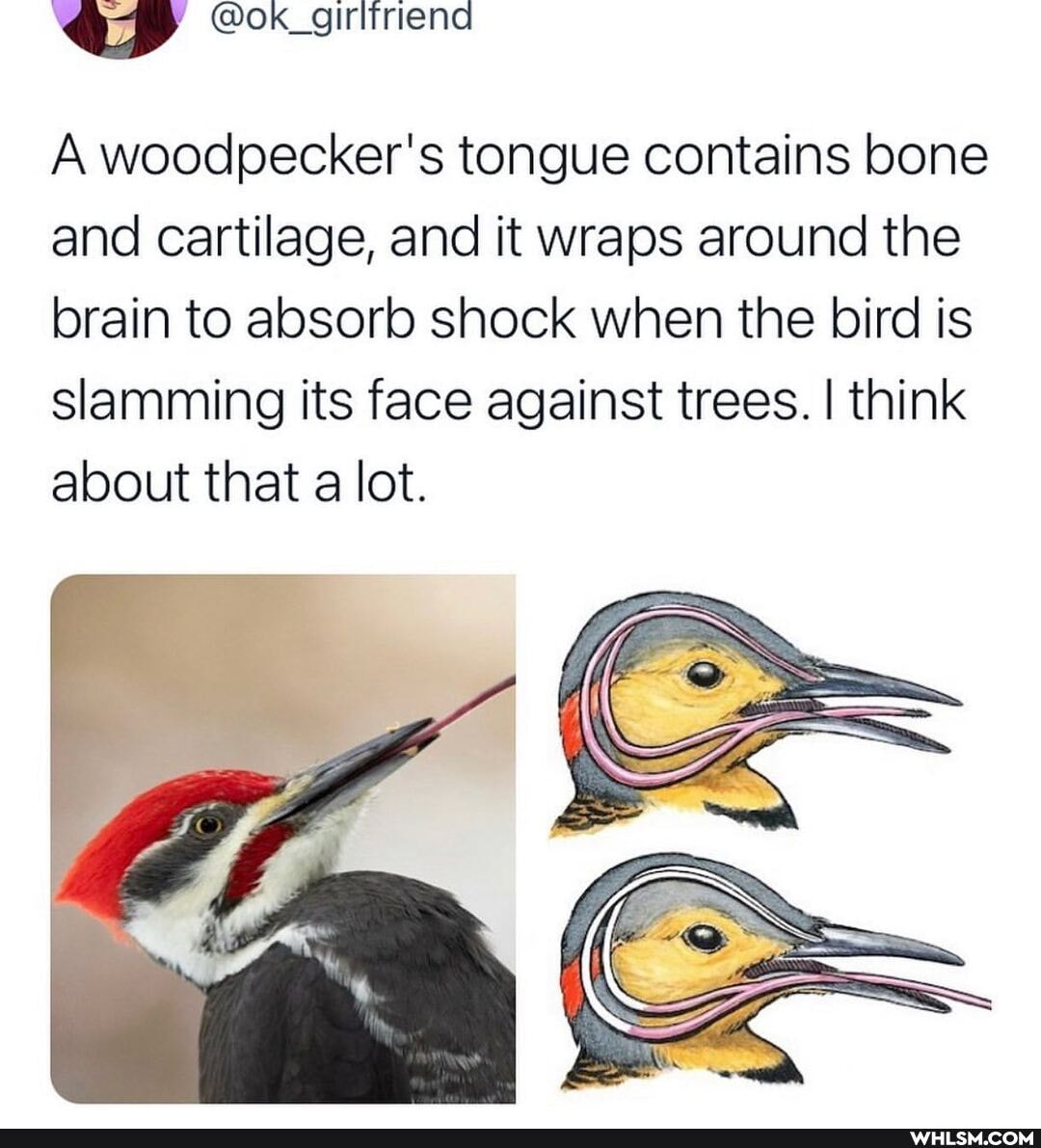 Op @ok_girliriena
A woodpecker's tongue contains bone and cartilage, and it wraps around the
brain to absorb shock when the bird is slamming its face against trees. I think about that a lot.