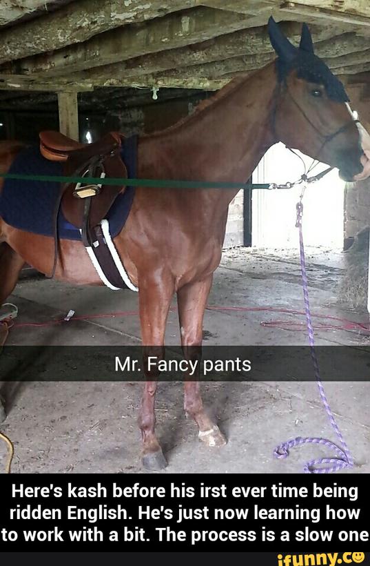 Here's kash before his irst ever time being
ridden English. He's just now learning how
to work with a bit. The process is a slow one - Here's kash before his irst ever time being ridden English. He's just now learning how to work with a bit. The process is a slow one