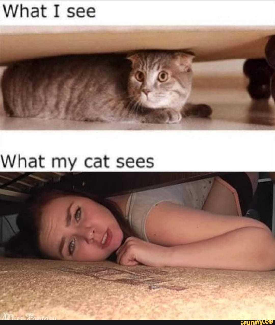 What I see
What my cat sees