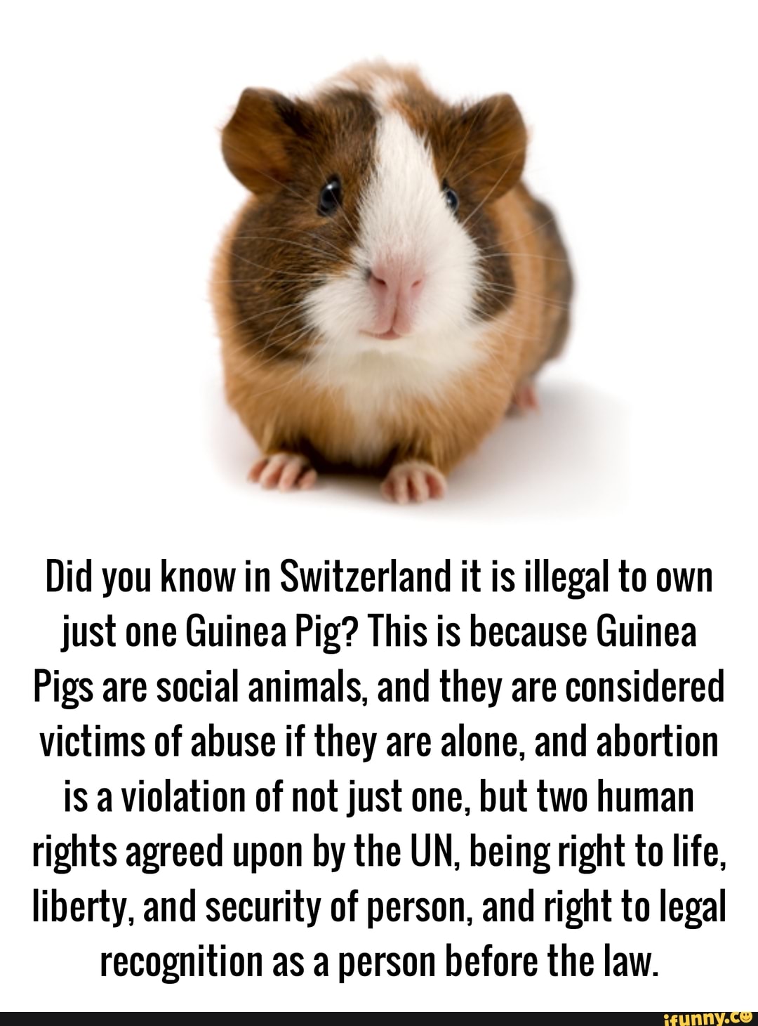 Did you know in Switzerland it is illegal to own just one Guinea Pig