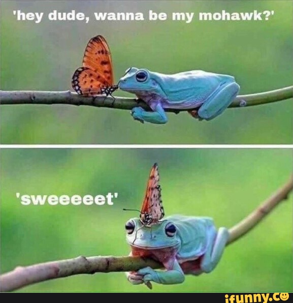 'hey dude, wanna be my mohawk? - iFunny