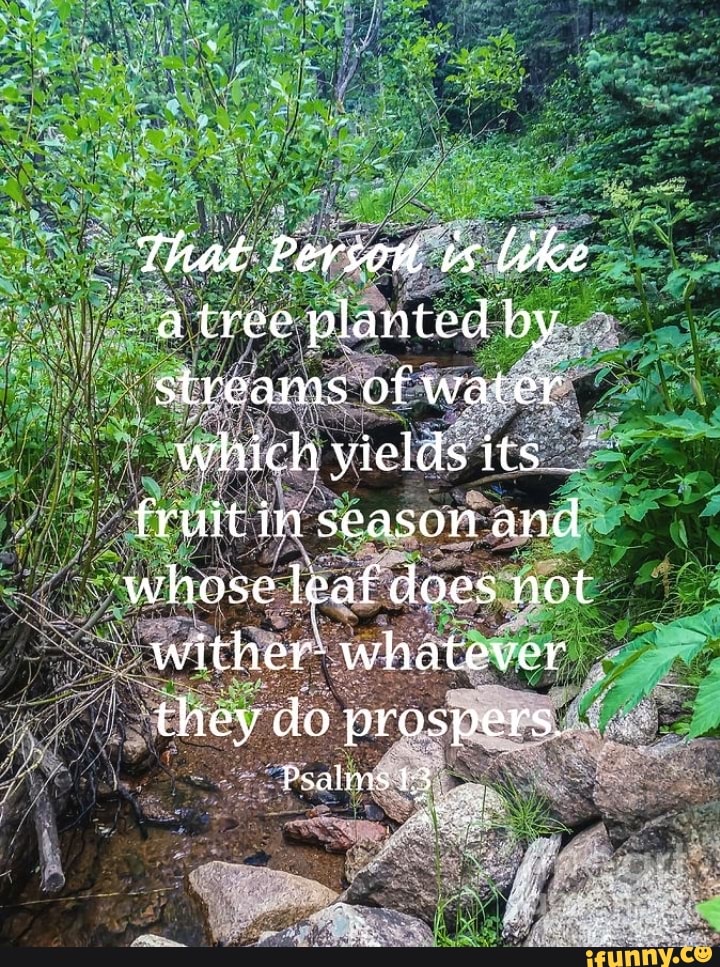 That Person like atree planted by streams of water which yields its