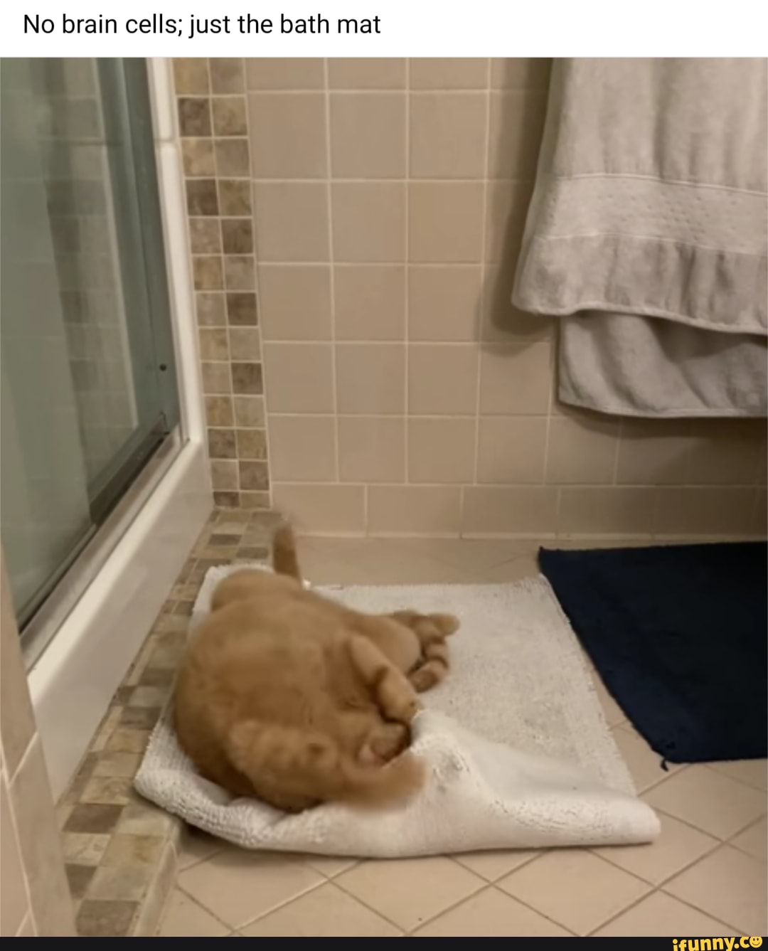 All Orange Cats Share One Brain Cell pt1 No brain cells; just the