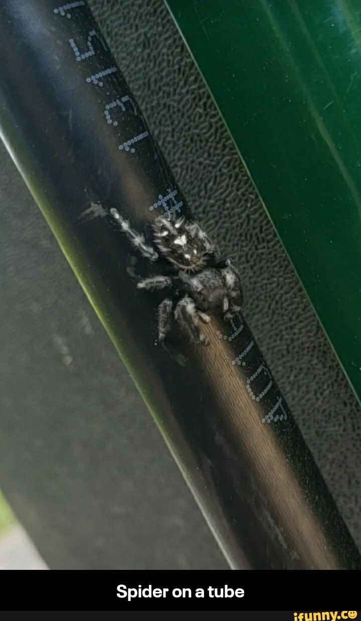 Spider on a tube - Spider on a tube