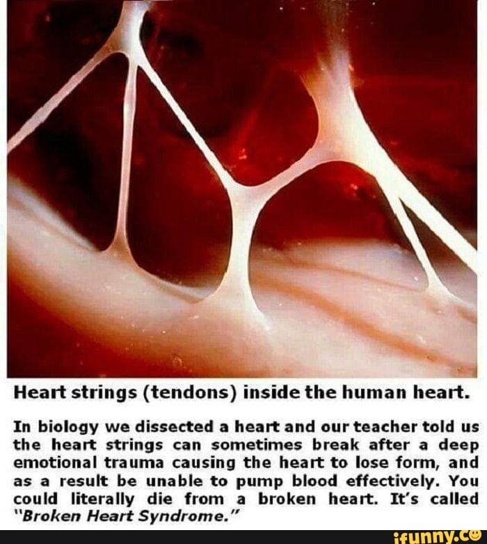 I Heart strings (tendons) inside the human heart. In biology we ...