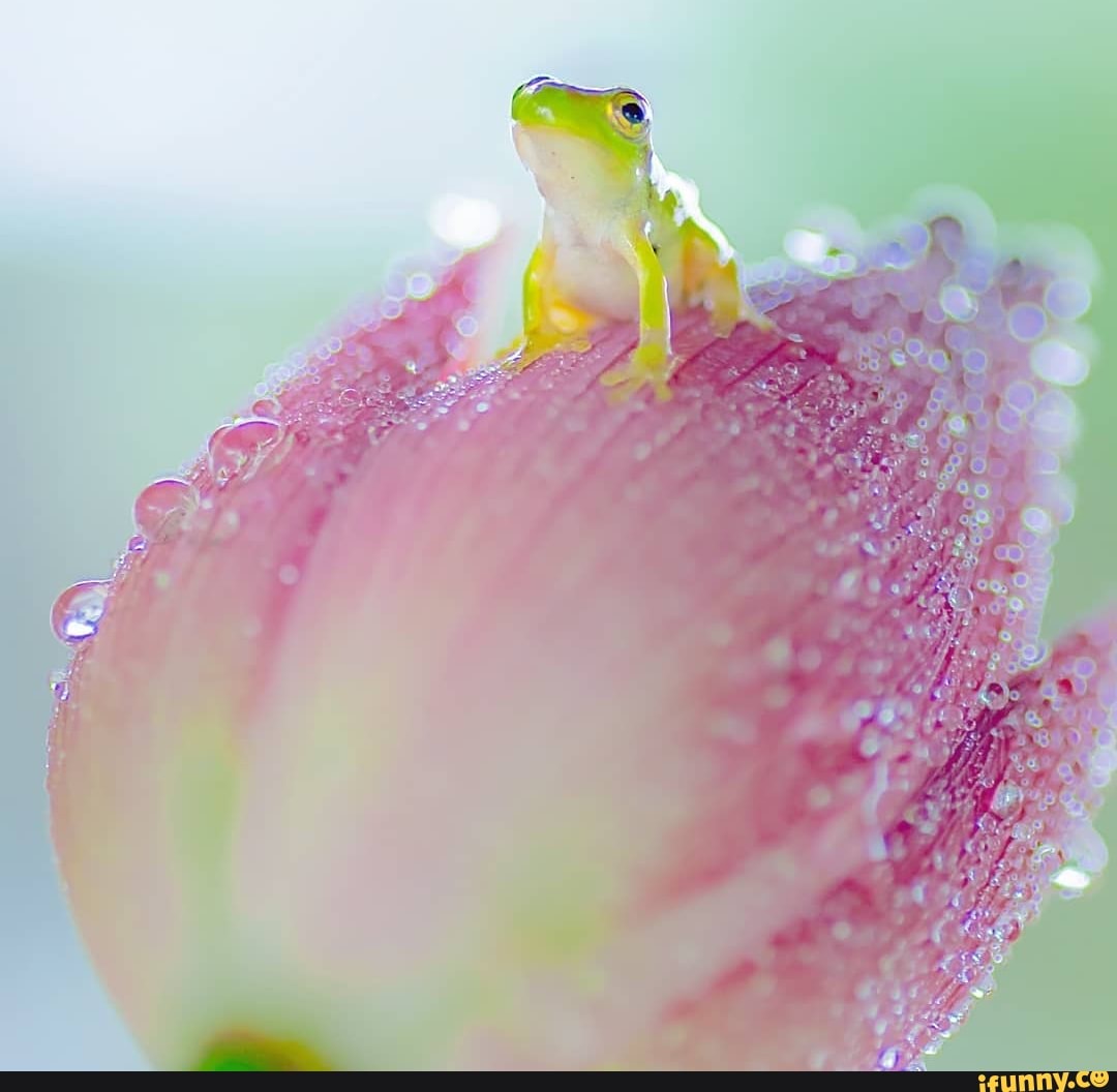 Froggie memes. Best Collection of funny Froggie pictures on iFunny