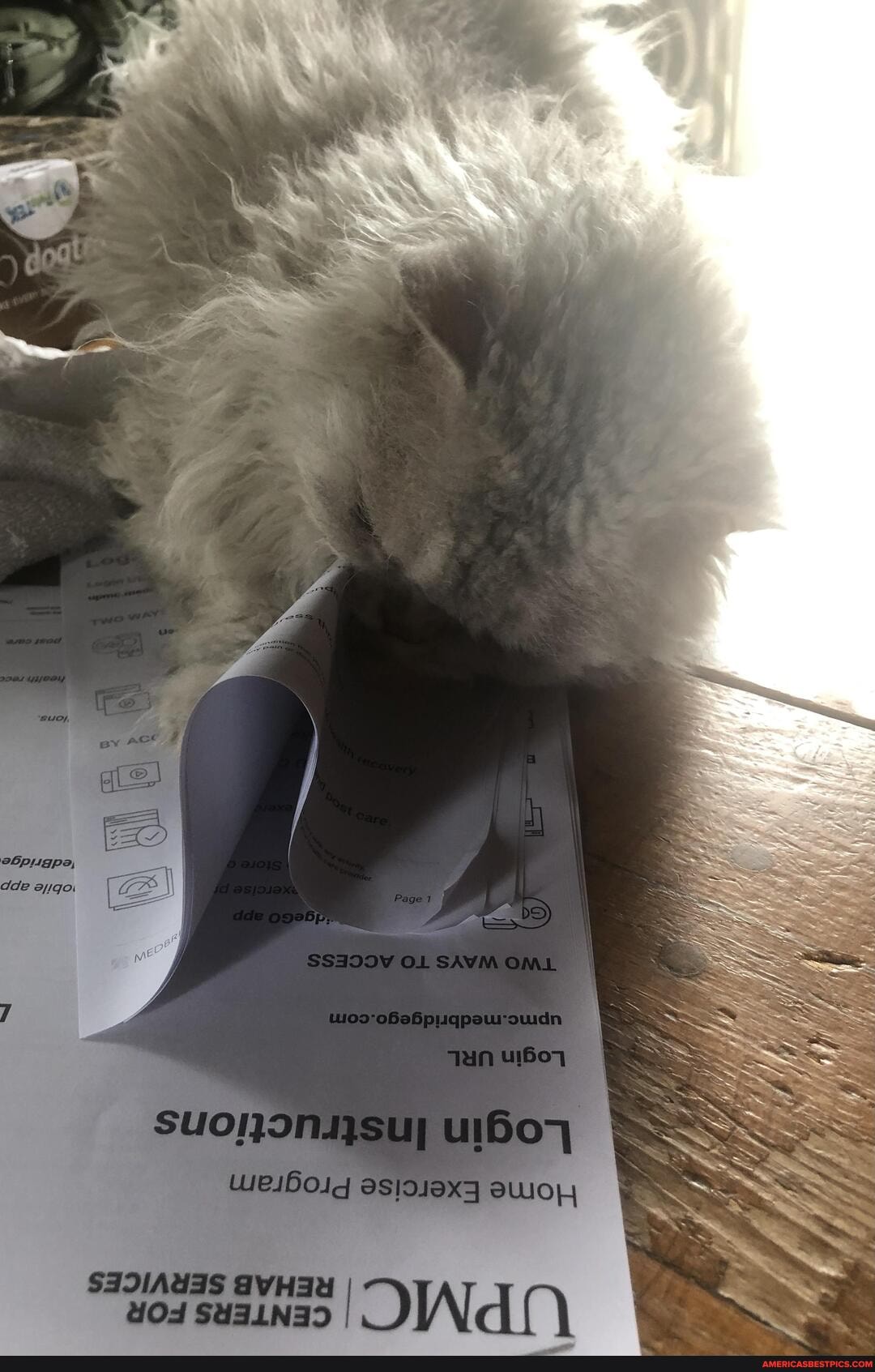 destroy, physical, therapy, papers