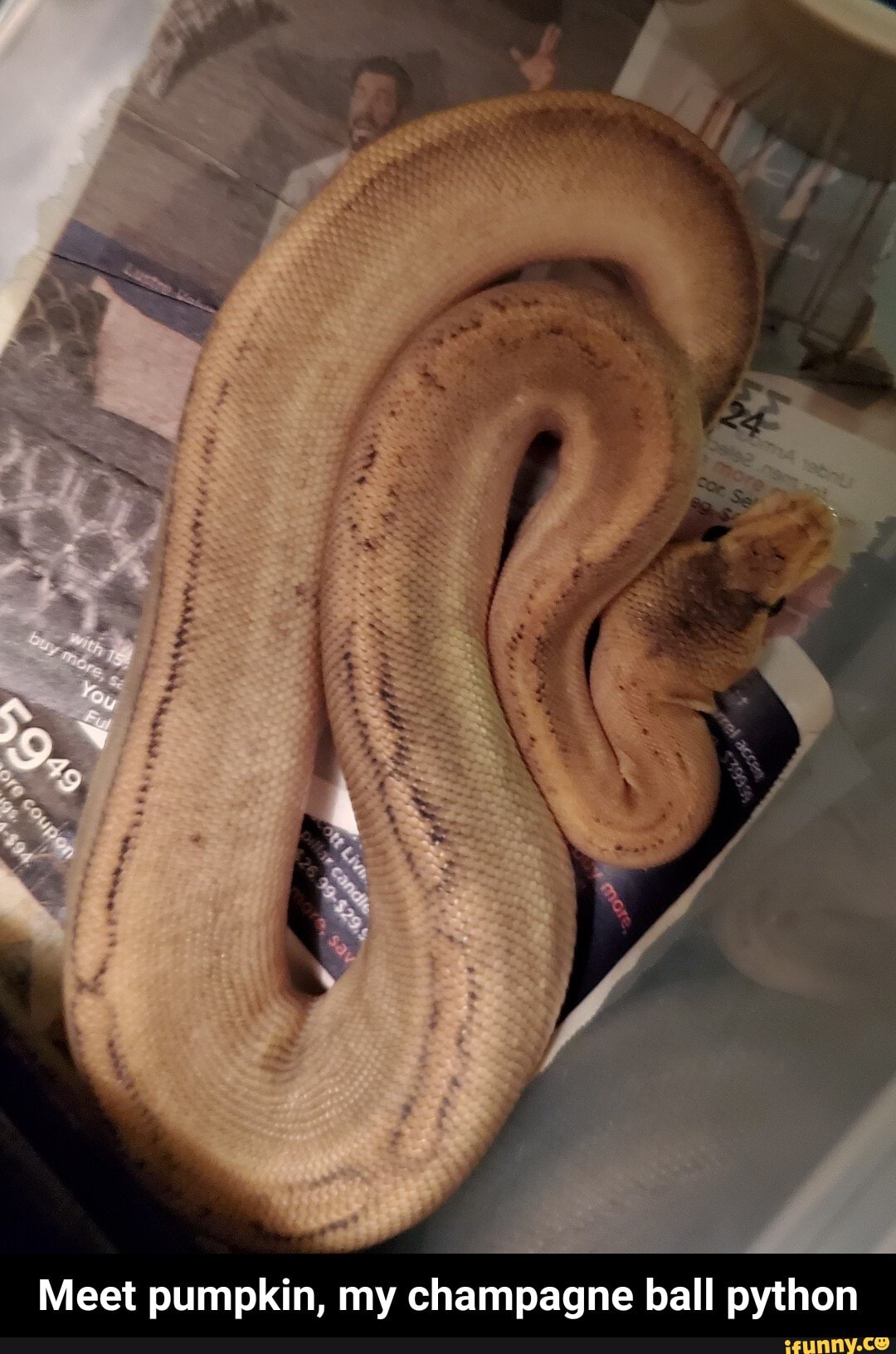 Meet pumpkin, my champagne ball python - iFunny