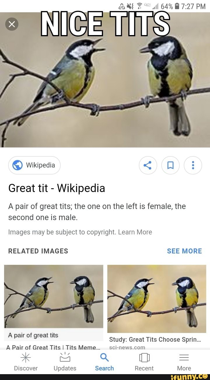 Great tit - Wikipedia