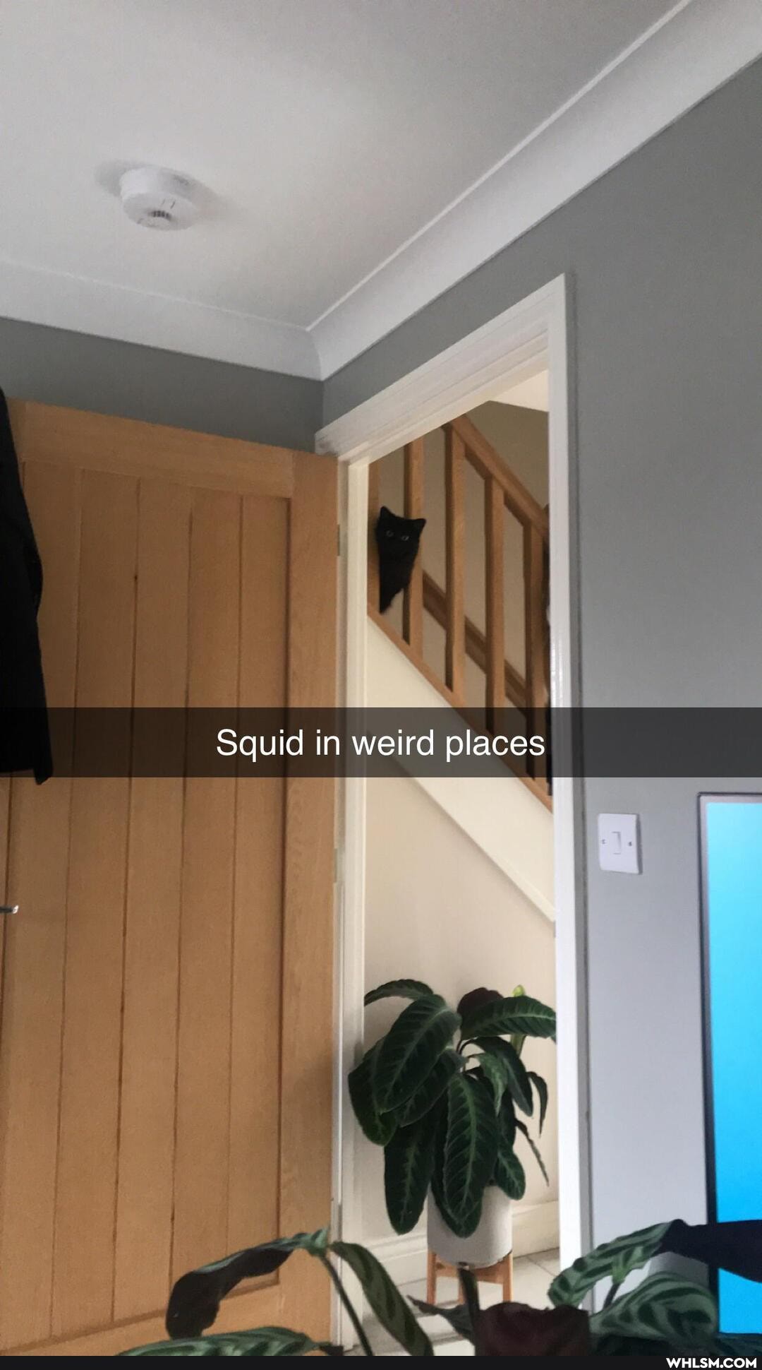 Squid in weird places
