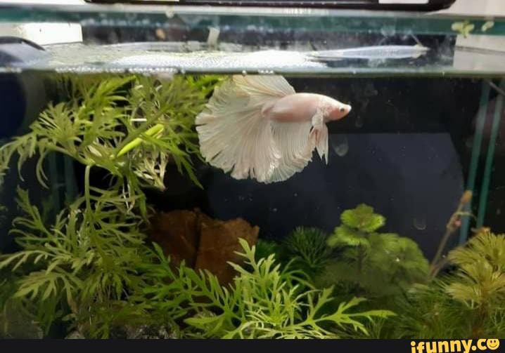 Mem Fish Rescue Fish_rescue memes. Best Collection of funny Fish_rescue pictures on iFunny