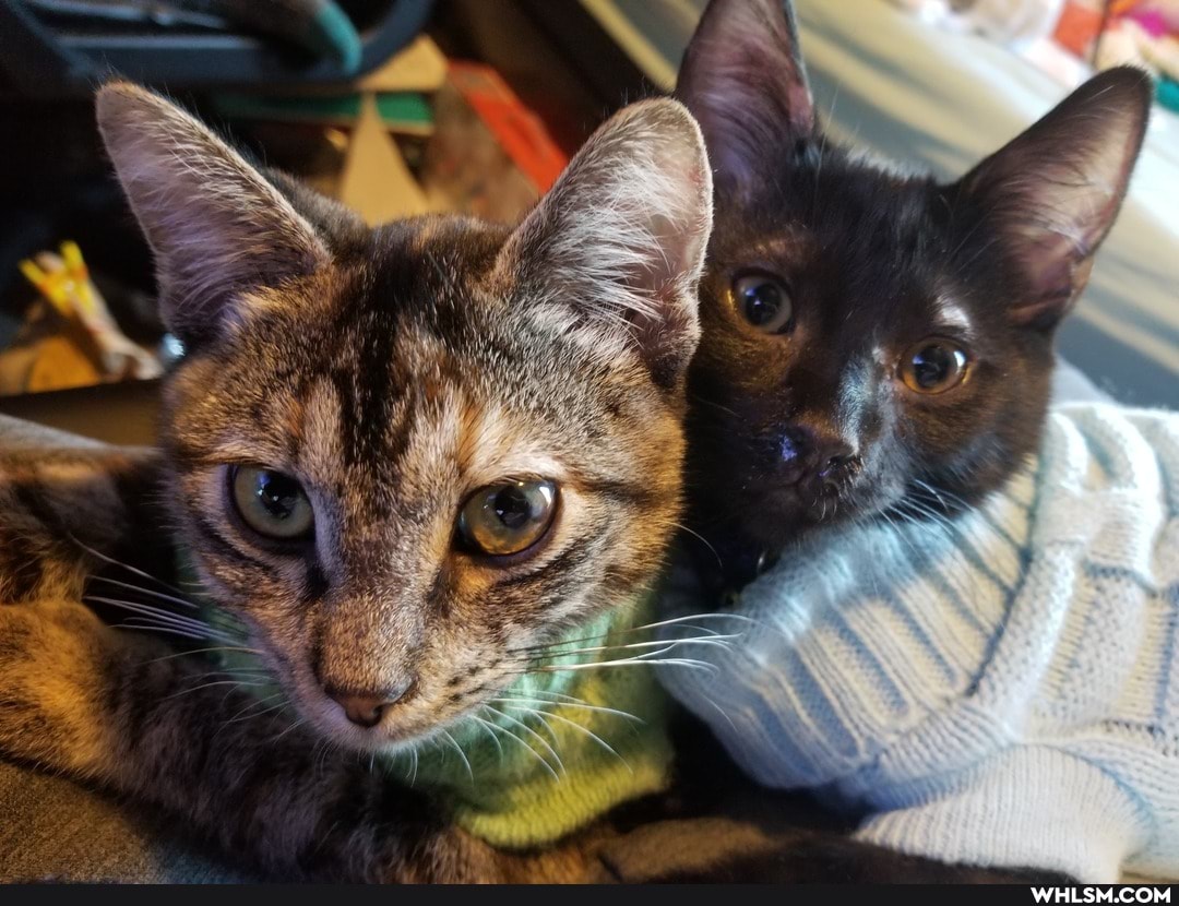 cat, aww, kitten