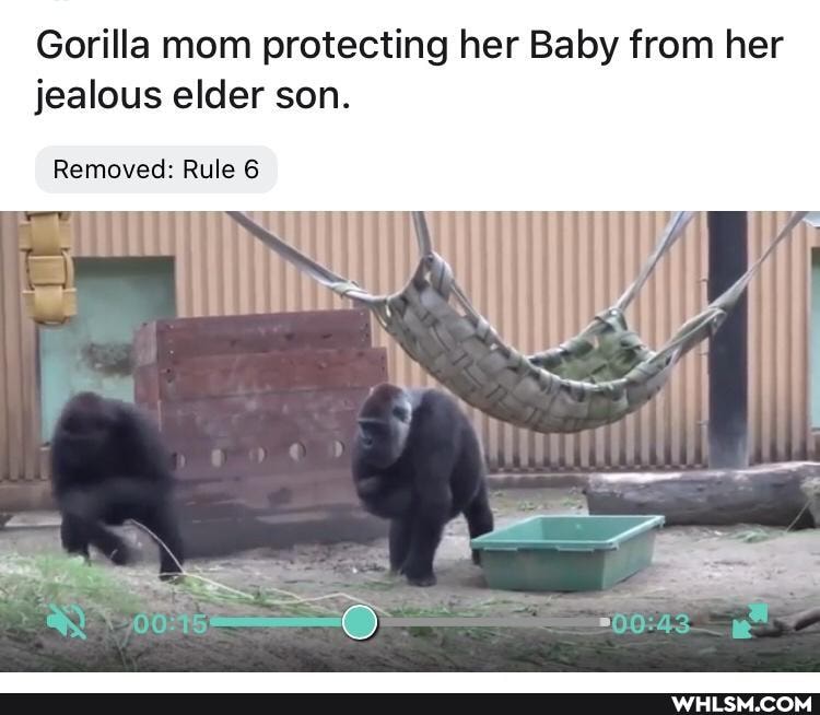 Gorilla mom protecting her Baby from her jealous elder son.
Removed: Rule 6
