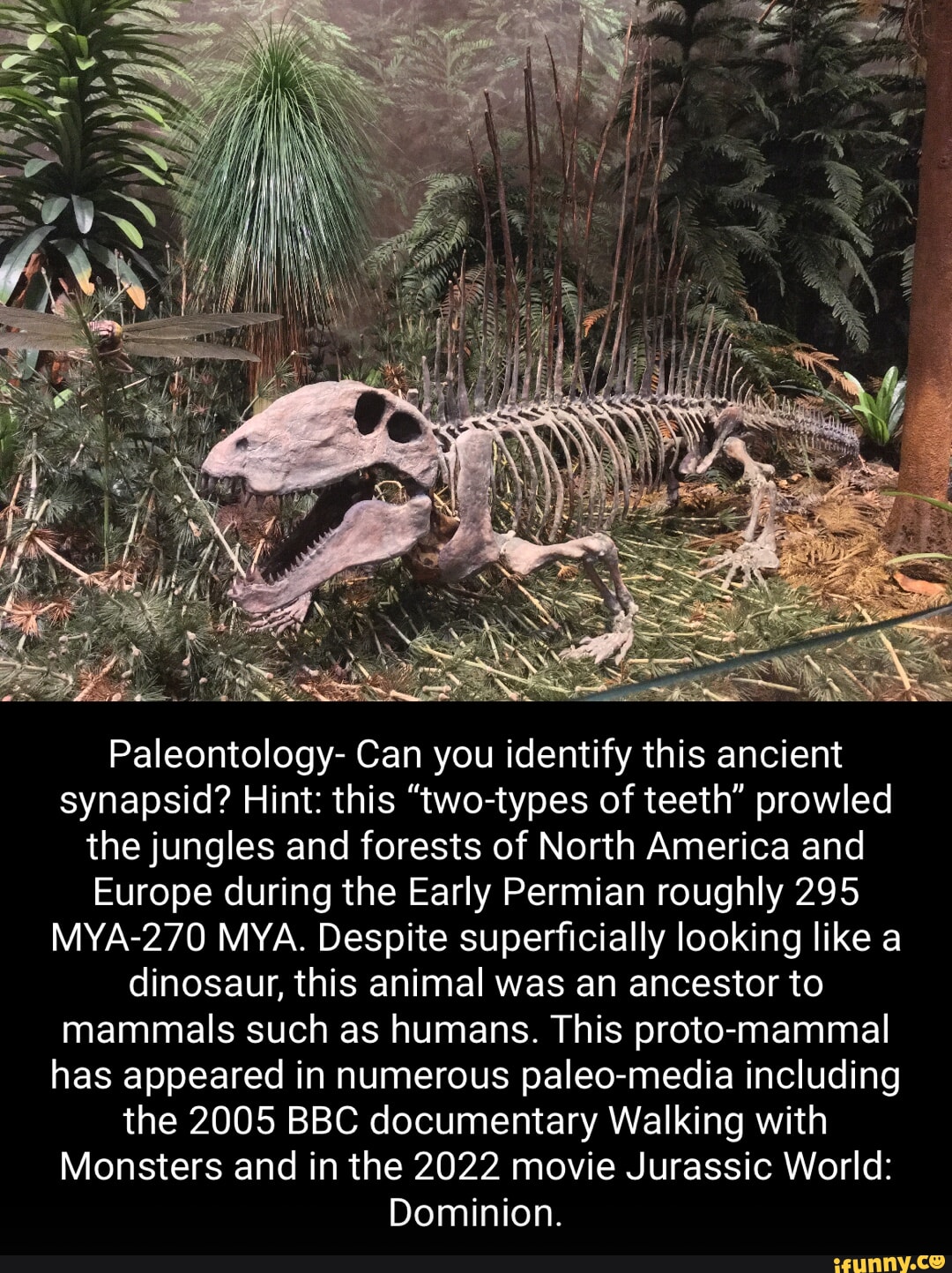 Paleontology- Can you identify this ancient synapsid? Hint: this 