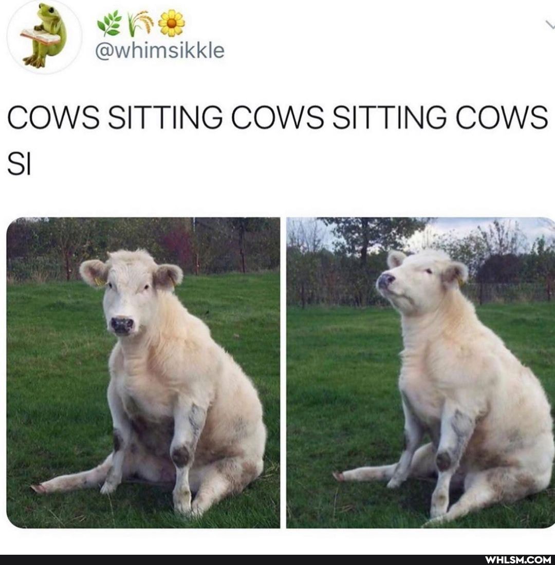 ah
@whimsikkle
COWS SITTING COWS SITTING COWS