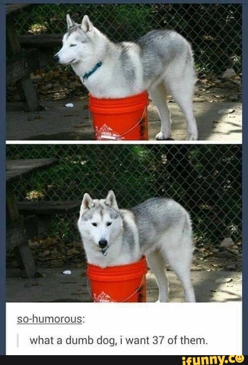 so-humorous:
what a dumb dog, i want 37 of them