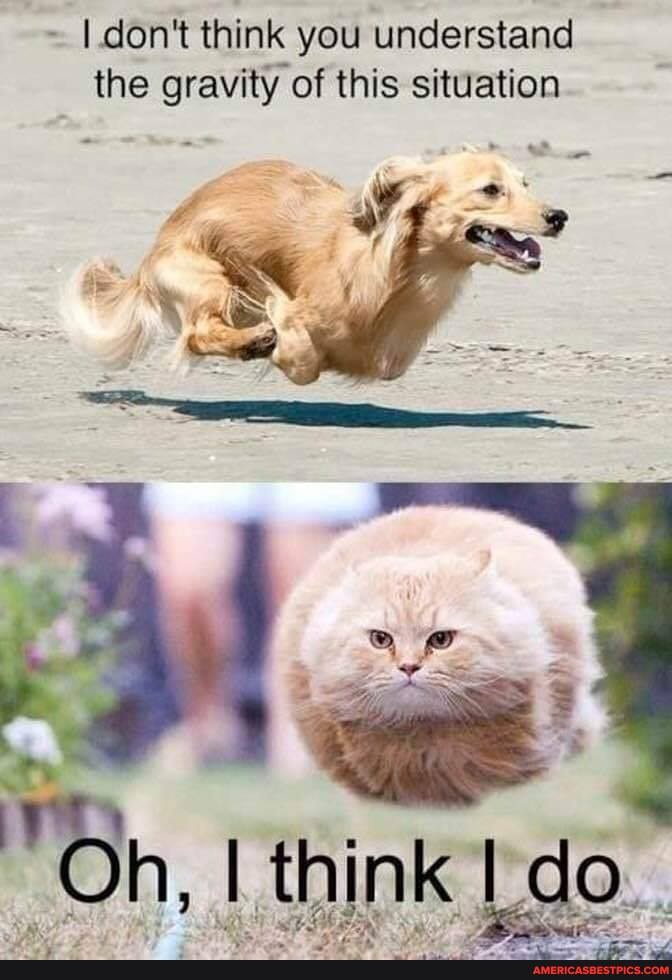 ~ I. don't think you understand the gravity of this situation
"Oh, I think