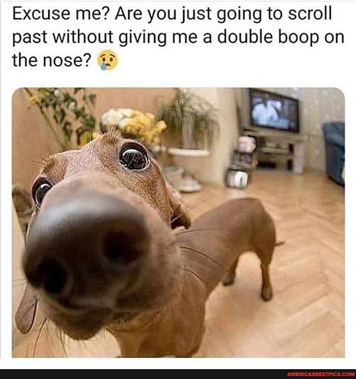 Excuse me? Are you just going to scroll past without giving me a double boop on the nose?