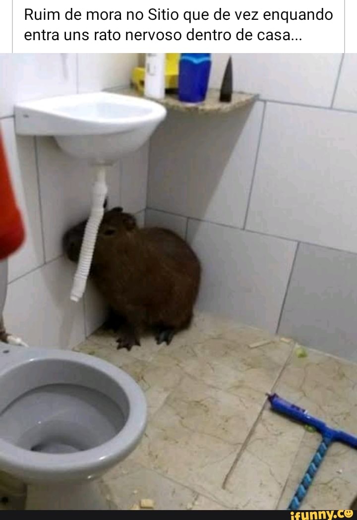 Ruim de mora no Sitio que de vez enquando entra uns rato nervoso dentro de casa...