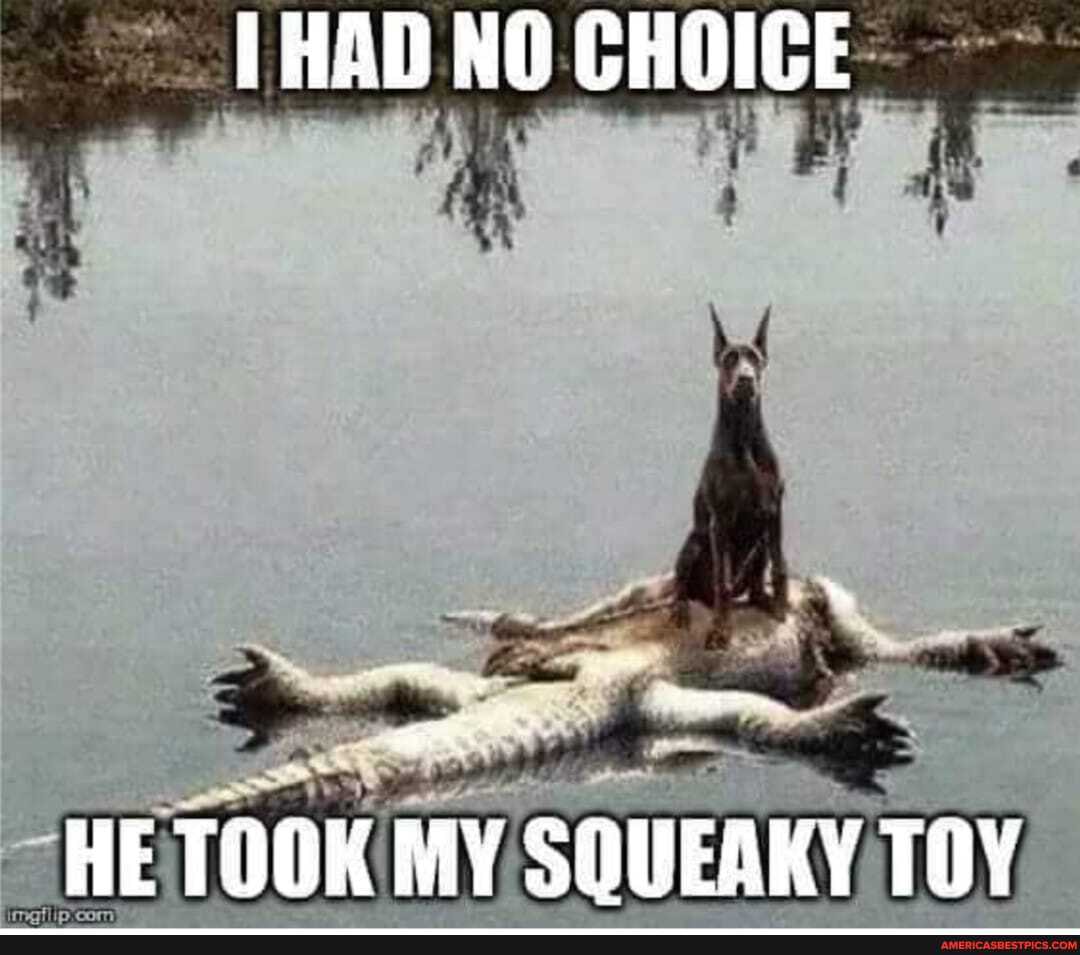 HAD NO CHOICE
HE TOOK MY SQUEAKY TOY