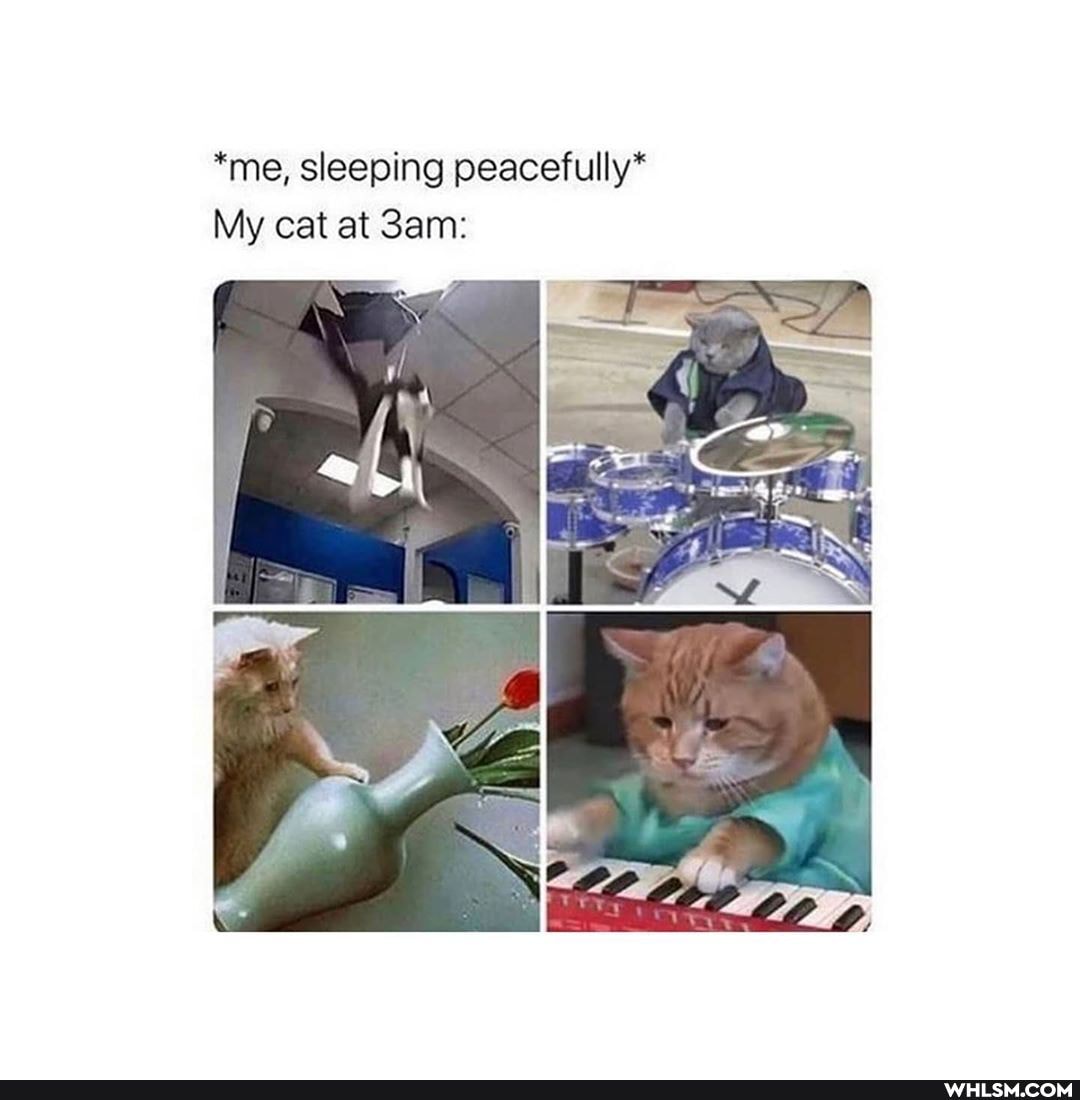 *me, sleeping peacefully*
My cat at Sam: