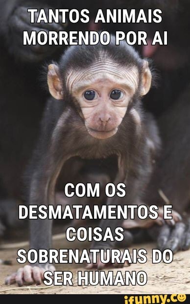 TANTOS ANIMAIS
MORRENDOROR Al
Com os