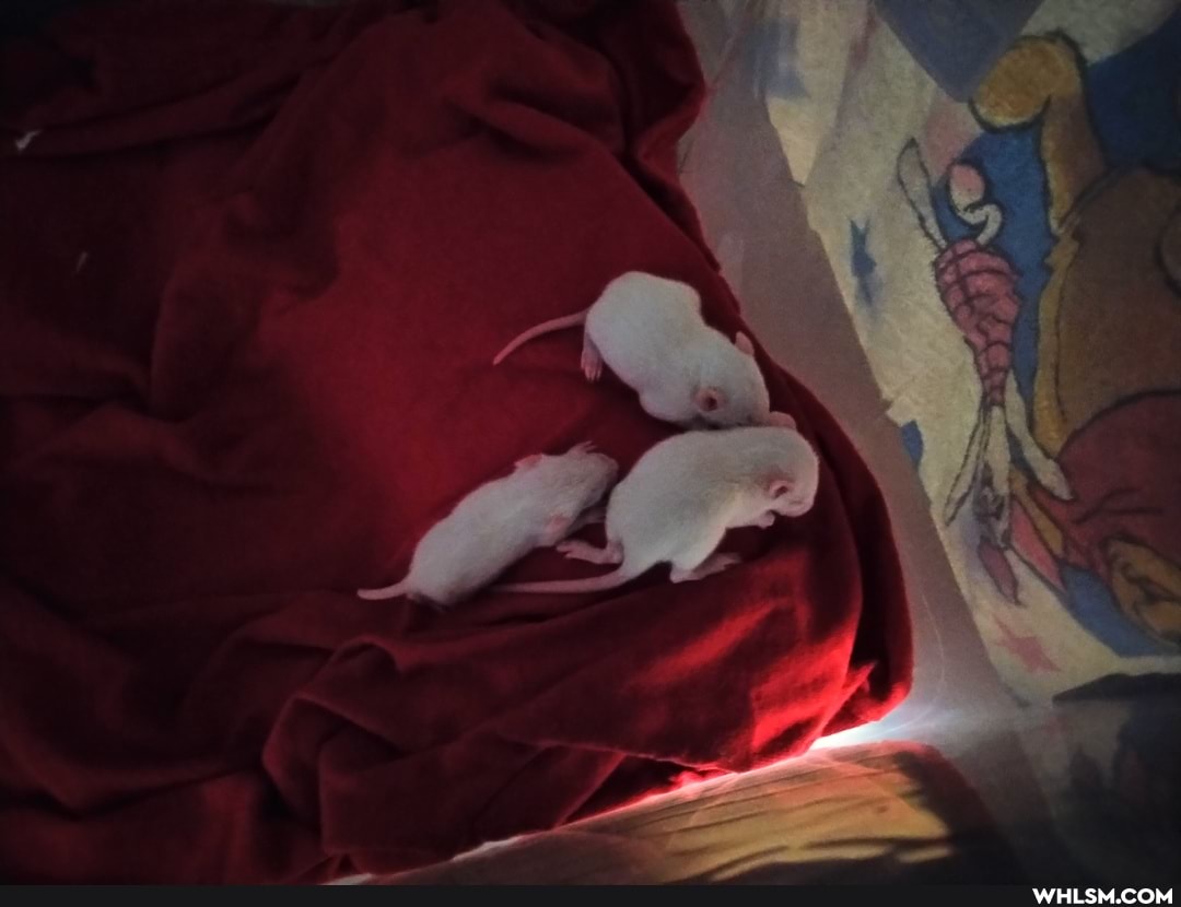 rat, adorable, baby_animals, rats
