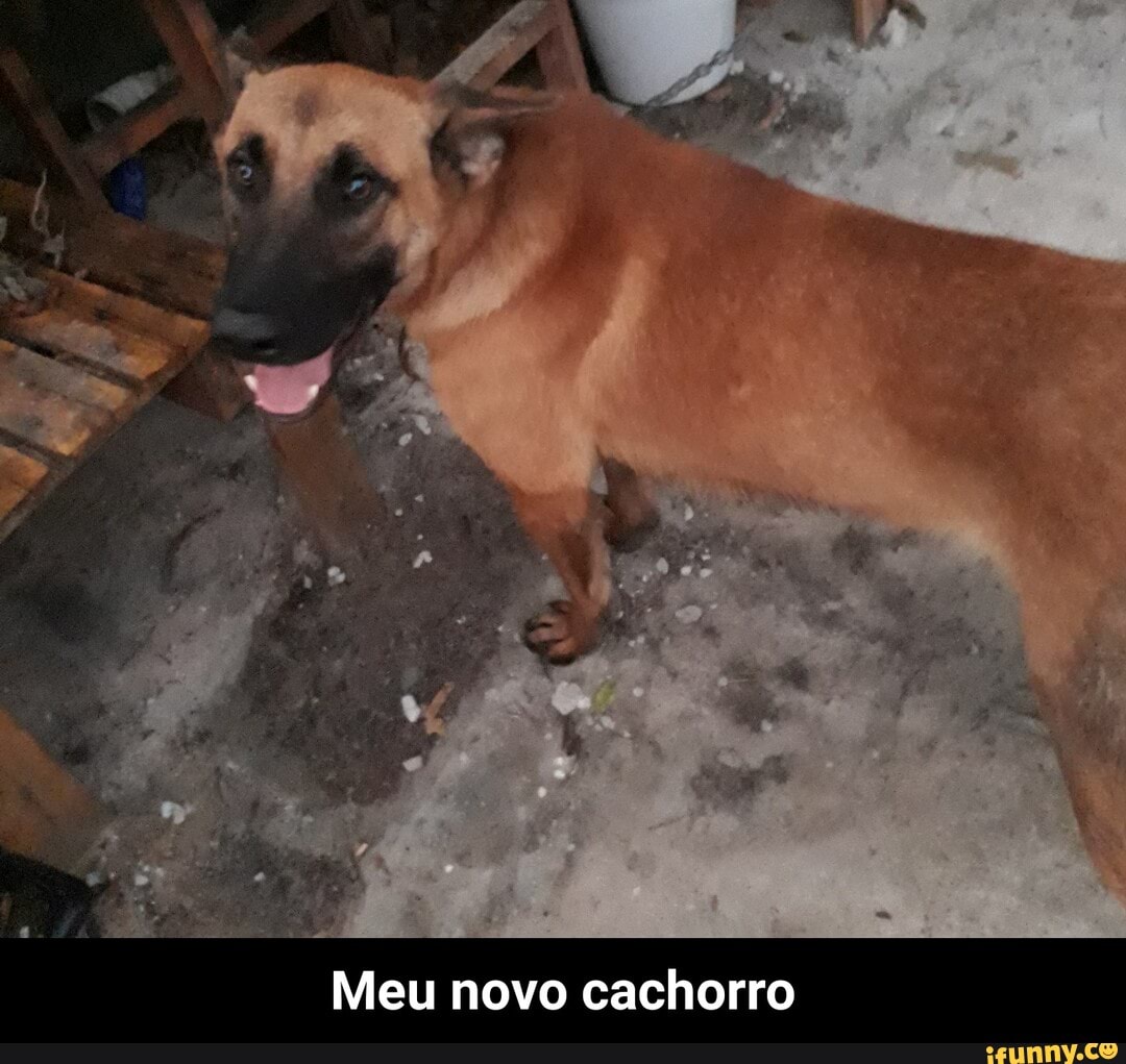 Meu novo cachorro - Meu novo cachorro