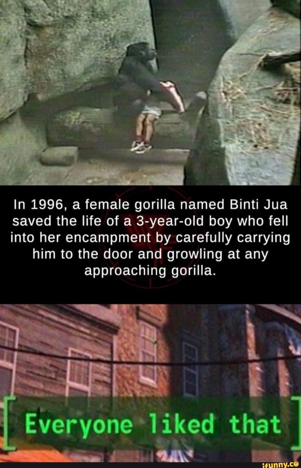 In 1996, a female gorilla named Binti Jua
saved the life of a 3-year-old boy who fell
into her encampment by carefully carrying
him to the door and growling at any
approaching gorilla.