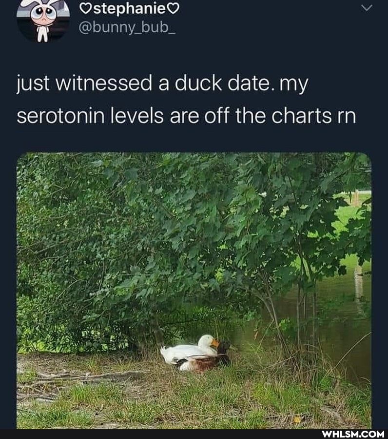 OstephanieD
@bunny_bub_
just witnessed a duck date. my serotonin levels are off the charts rn