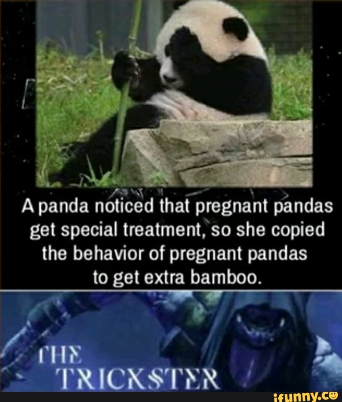 That Pregnant Pandas Apanda Get Special Treatment So She Copied The Behavior Of Pregnant Pandas 7994