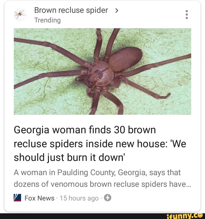 Georgia Woman ﬁnds 30 Brown Recluse Spiders Inside New House We