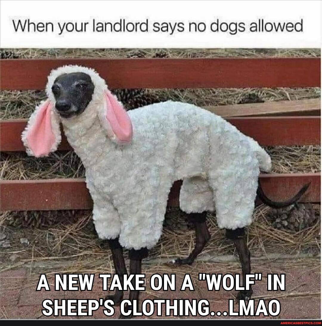 When your landlord says no dogs allowed
ANEW W TAKE ON A "WOLF" IN
-SHEEP'S CLOTHING...LMAO