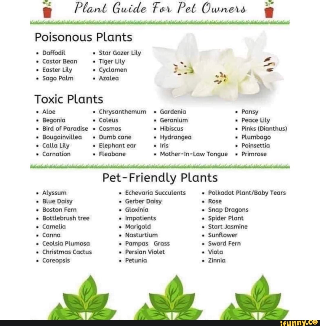 Plant Guide For Pet Owners Poisonous Plants Daffodil Star Gazer Lily