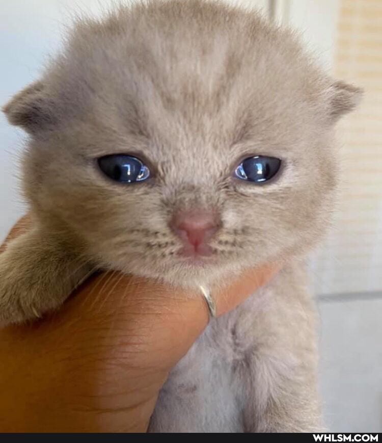cat, kittens