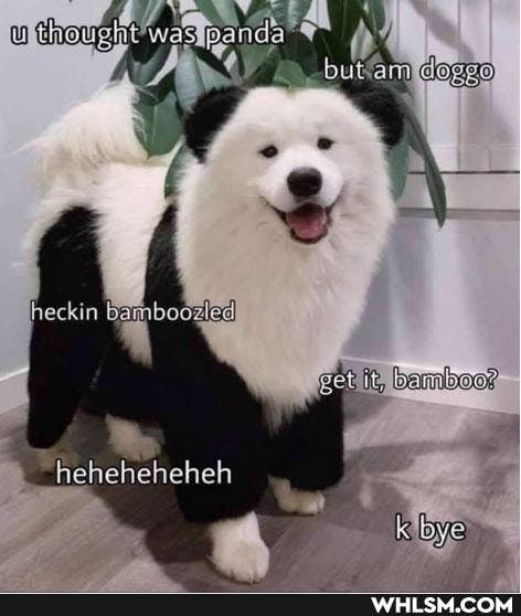 wholesome_memes