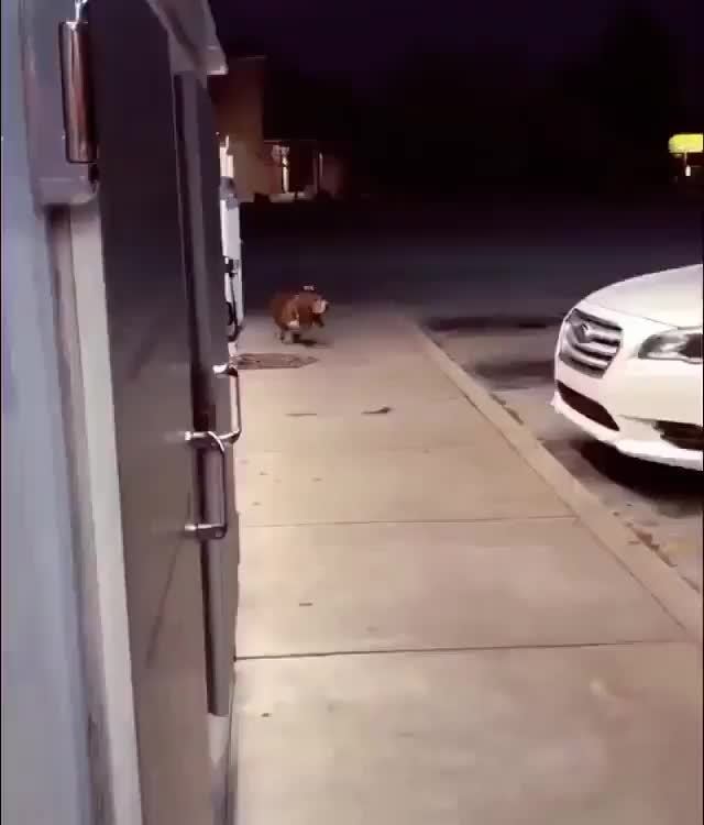 basset hound with cowboy hat