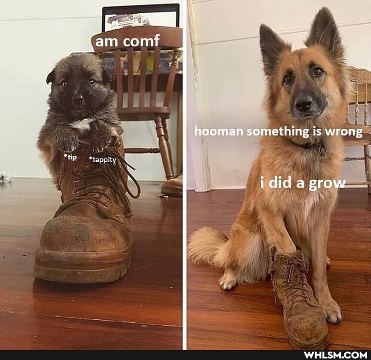 hooman something is wrong
up
lape ty
idid a grow