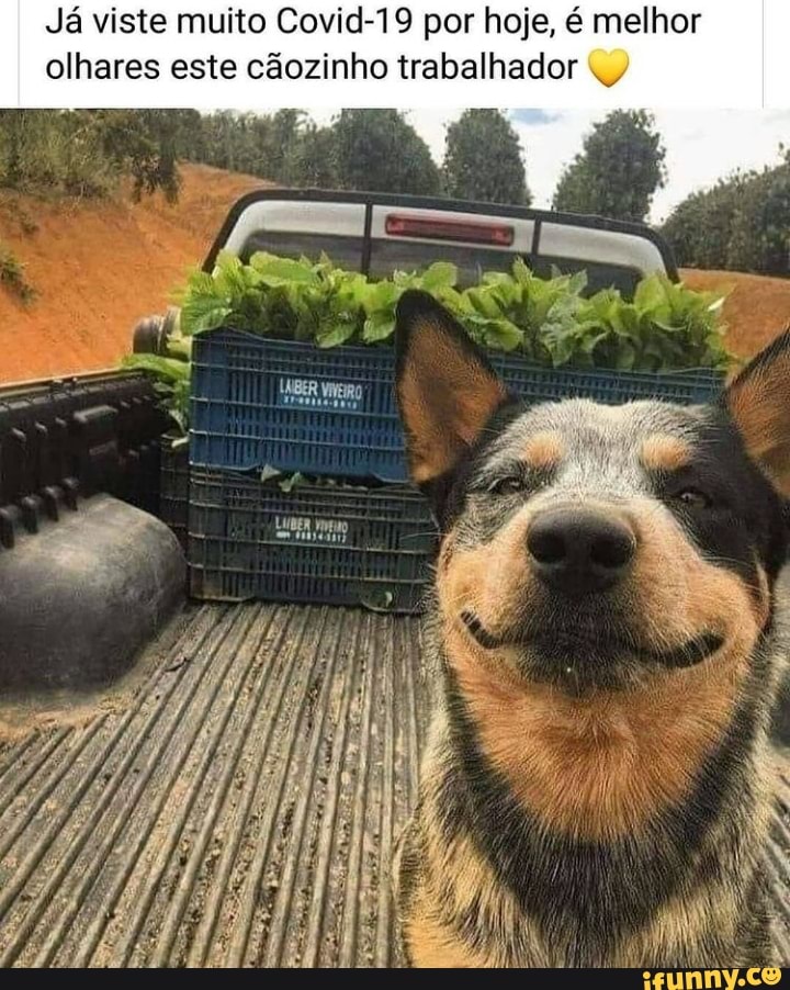 Já viste muito Covid-19 por hoje, é melhor olhares este cãozinho trabalhador