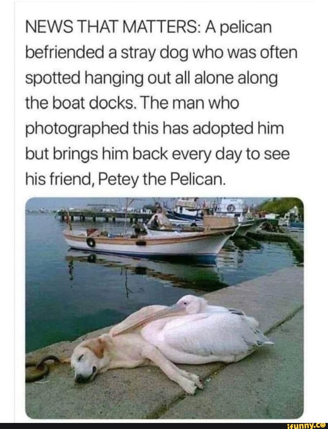 NEWS THAT MATTERS: A pelican
befriended a stray dog who was often
spotted hanging out all alone along
the boat docks. The man who
photographed this has adopted him
but brings him back every day to see
his friend, Petey the Pelican.