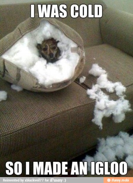à
a
É
$0 I MADE AN IGLOO