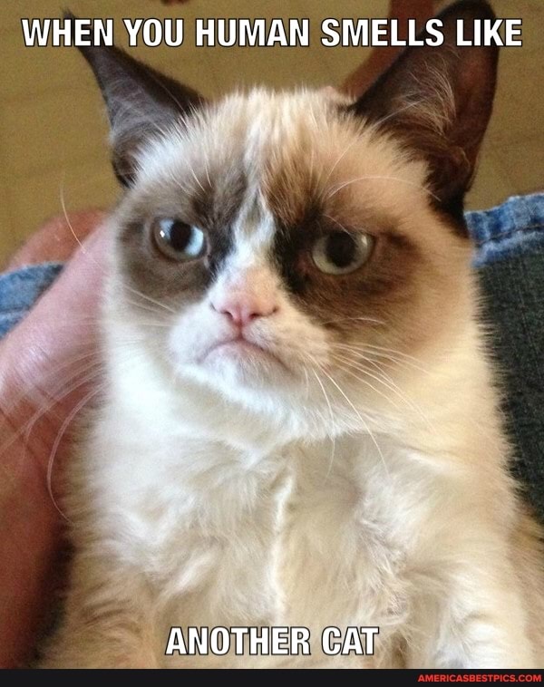 WHEN YOU HUMAN SMELLS LIKE
of
ANOTHER CAT