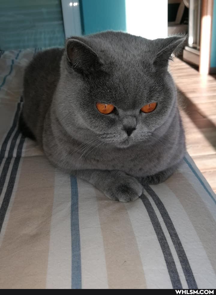cats, cat, caturday