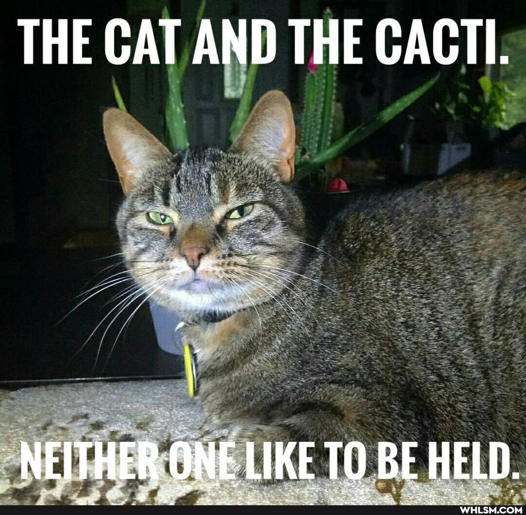 THE CAT AND THE CACTI.
Ne
NEITHER ONE LIKE TO BE HELD.