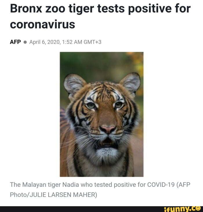 Bronx zoo tiger tests positive for
coronavirus
AFP e April 6, 2020, 1:52 AM GMT+3
The Malayan tiger Nadia who tested positive for COVID-19 (AFP
Photo/JULIE LARSEN MAHER)