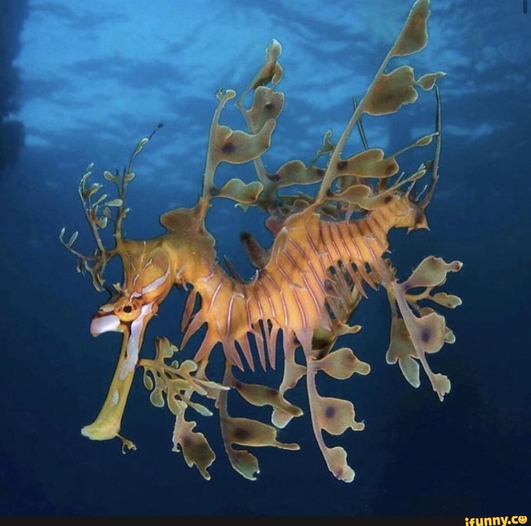 leafy, seadragon