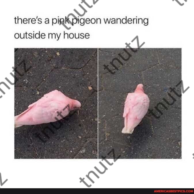 there's a wandering outside my house