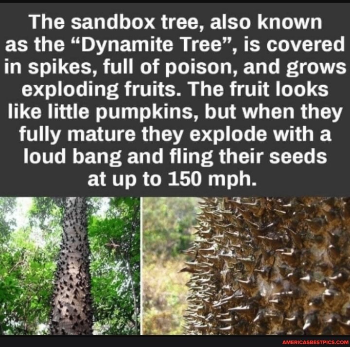 The sandbox tree, also known as the "Dynamite Tree", is covered in spikes, full of poison, and grows
exploding fruits. The fruit looks like little pumpkins, but when they
fully mature they explode witha loud bang and fling their seeds at up to 150 mph.